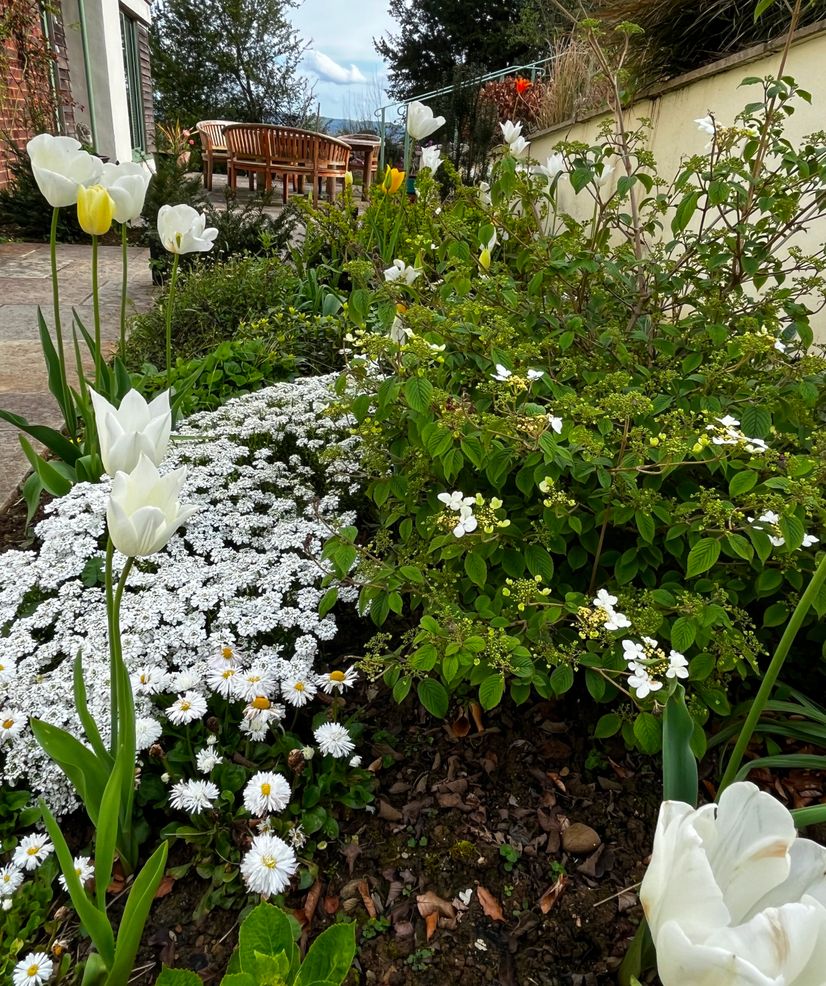 White flowers and green bushes in a Cotswold garden