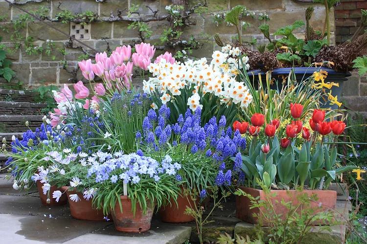 Successional container planting of tulips, narcissi and muscari timed to flower together in spring