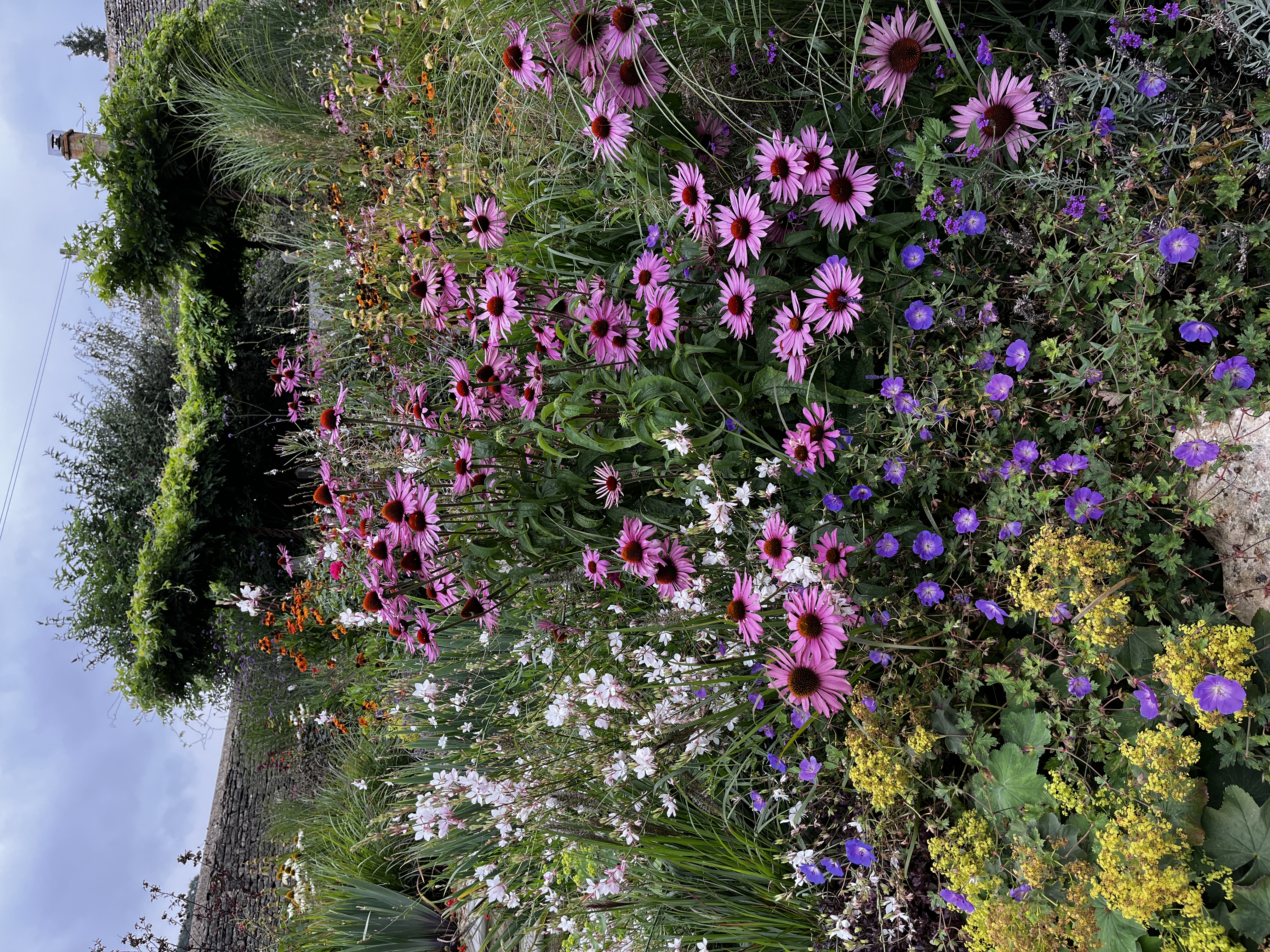 Layered herbaceous border of pink coneflowers, purple geraniums and alchemilla against a Cotswold stone wall
